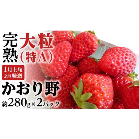 ふるさと納税  完熟 かおり野 約280g×2P 国産 いちご イチゴ 苺 [BC024sa] 茨城県桜川市