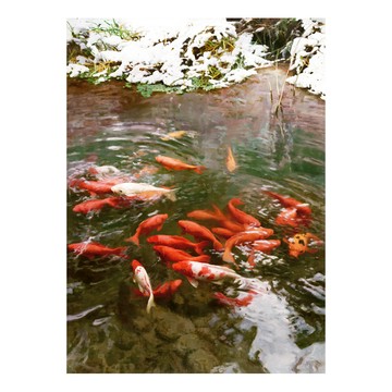 御畫房 富貴有魚 國家一級畫師手繪油畫80110cm(VF-66)