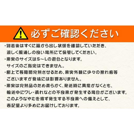 ふるさと納税 佐賀県 唐津市 「予約受付」吉田みかん園の樹上完熟みかん 10kg 柑橘 ミカン 蜜柑 フルーツ 果物