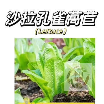 嘉義現貨（沙拉孔雀菜種子WJ-17） 沙拉萵苣生菜 漢斯沙拉菜羅曼生菜種子農家蔬菜種子葉菜類#Salad lettuc