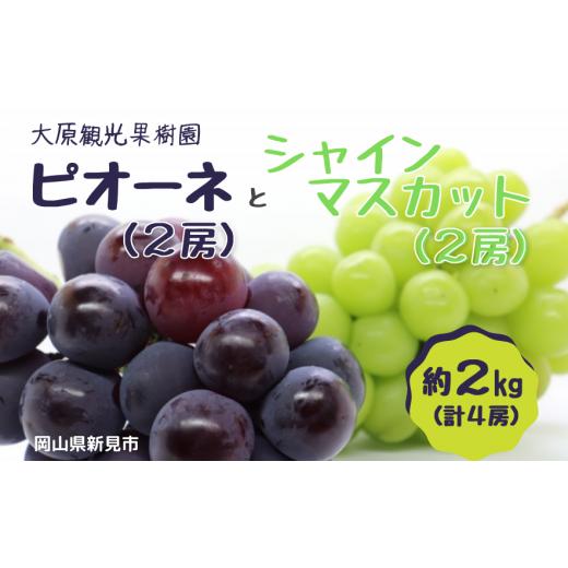 ふるさと納税 岡山県 新見市 大原観光果樹園 ピオーネ2房とシャインマスカット2房（計4房） 約2kg 