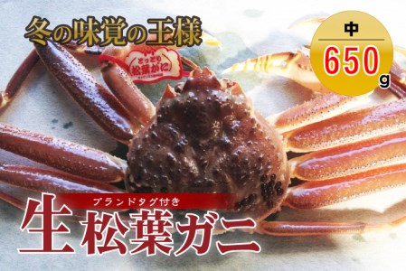 タグ付き生松葉ガニ（中650g）かに カニ 蟹 生 新鮮 かに カニ 蟹 松葉ガニ 松葉がに かに カニ 蟹 生