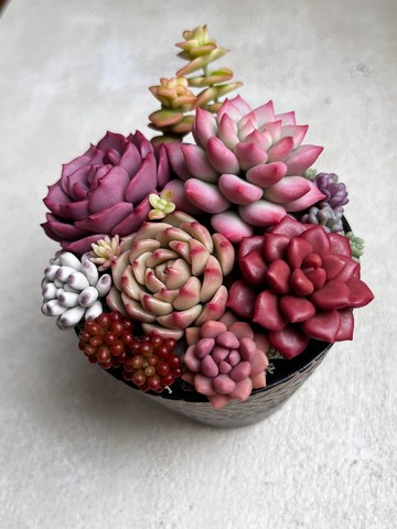 黏土多肉植物組合盆栽