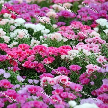台灣現貨 送春花種子（250粒）四季種植 花香味濃 四季播花籽 室內陽臺庭院盆栽植物花卉種子 送春花種子 高發芽率