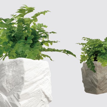 │ 方盆系列 │澎湖蕨 - 空氣淨化 陶瓷盆器 水耕植物 室內盆栽