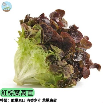 🥬【火紅新寵】紅棕葉萵苣種子 半結球品種 木香火鍋必備 生食沙拉脆甜 耐寒易種 家庭菜園陽台盆栽 四季播種