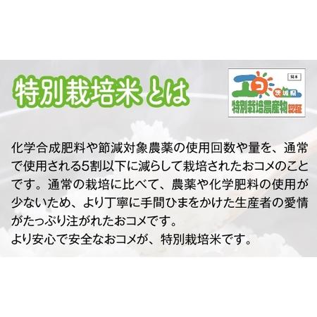 ふるさと納税 新米農家直送 特別栽培米 ミルキークイーン 10kg (5kg×2) [0633] 茨城県稲敷市