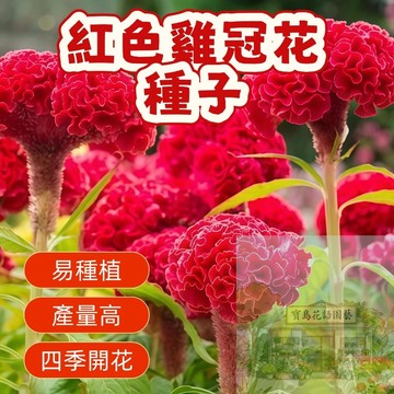 🌺  紅色雞冠花種子  矮桿花卉 四季播種 陽台庭院盆栽 新手易種 產量高 四季開花 雞冠花種子 花卉種子
