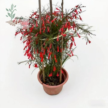 青禾園藝（炮仗花種子）鞭炮花種子 年宵花陽台庭院盆栽花海植物 室外攀援庭院 多年生濃香爬藤花卉盆栽#食用花種子