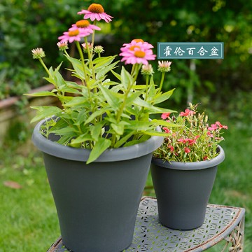 環球霍倫百合球根類月季種植塑料圓形高花盆水泥深淺色北歐風格