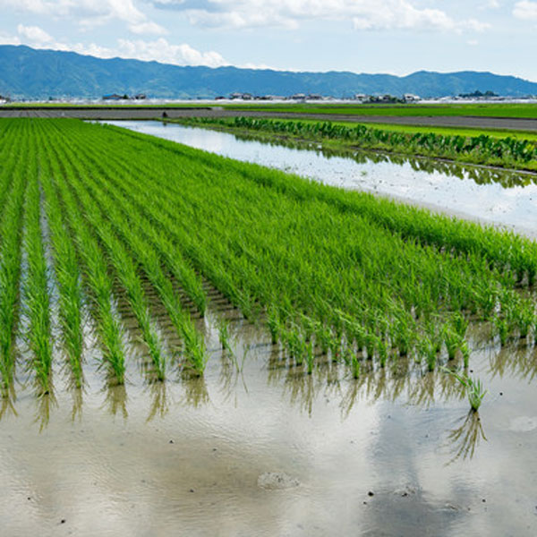 北海道産・山形県産・新潟県産 バラエティセット 6kg（2kg×3袋）