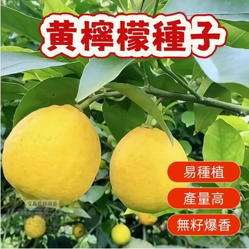 🍋（黄檸檬種子） 四季盆栽檸檬樹種子多年生果樹南北部  高產水果種子 水果盆栽 四季種植    #Lemon