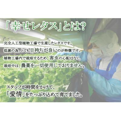 ふるさと納税 阿波市 幸せレタス詰め合わせセット　計7個