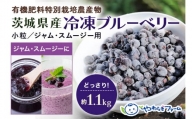 茨城県産冷凍ブルーベリー（小粒） 1.1kg 国産 小分け 特別栽培農産物 有機肥料 安心安全 約1kg 約1キロ 使いやすい ジャム スムージー ヨーグルト 冷凍フルーツ 冷凍果物 冷凍くだもの ジュース 眼精疲労 スーパーフード 美肌効果 健康 美容 食物繊維 腸活 アンチエイジング 老化防止 ９－Ｓ