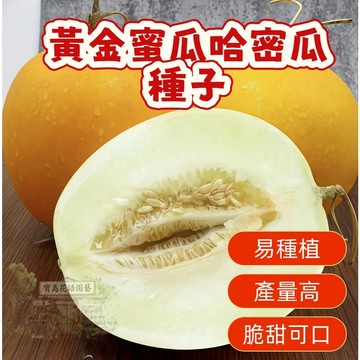 🔥熱銷 黃金蜜瓜哈密瓜種子 香瓜種子 營養豐富 超甜 多款哈密瓜種子   四季種植水果種子 香甜濃郁 超實惠價🍈