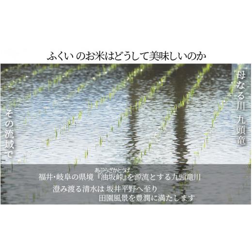 ふるさと納税 福井県 坂井市 福井県産 いちほまれ 10kg [A-3291]