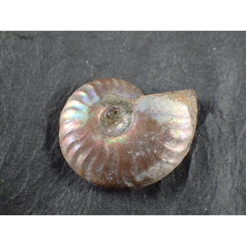 最高品質虹色アンモナイト化石(Ammonite ) マダガスカル 産 寸法