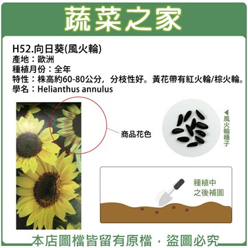 【蔬菜之家】H52.向日葵(風火輪)(共兩種包裝)