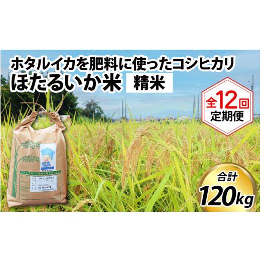 ふるさと納税 富山県 滑川市 ほたるいか米（精米10kg）×12回 計120kg