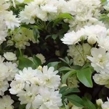 🌸【木香花種子】多色混合裝(黃/白/紅/紫/橙) 爬藤植物/香花庭院/陽台盆栽 新手易種/高發芽率 四季可播/易活