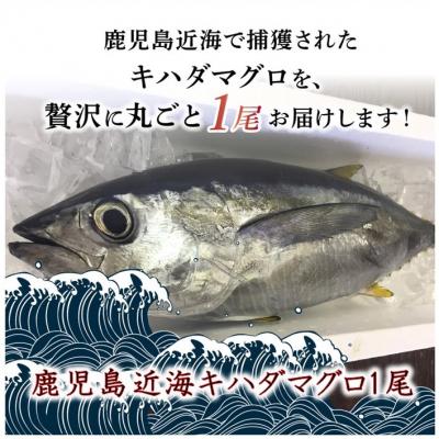 ふるさと納税 南九州市 鹿児島近海キハダマグロ1尾