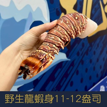 【就是愛海鮮】野生頂級龍蝦身11-12盎司±10%單隻[量大可配合批發/團購]