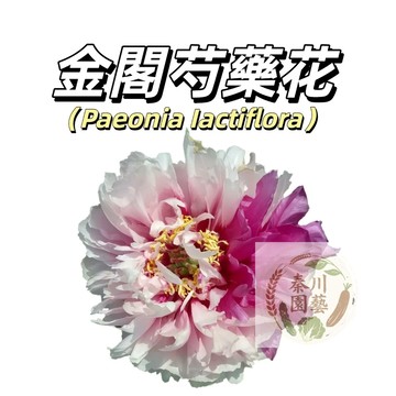 台灣現貨（金閣芍藥花種子 SY-20）濃香型~玫白色係重辦多年生觀賞花卉耐熱大花型庭院陽台盆栽非牡丹四季可種植