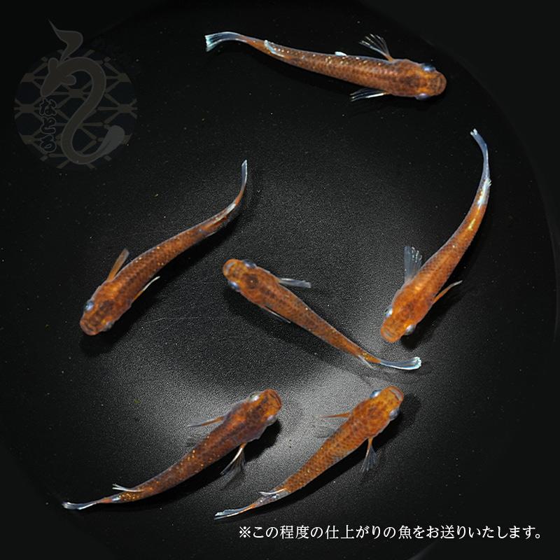 菊間めだか] 朱光菊美人 1トリオ - 魚類、水生生物