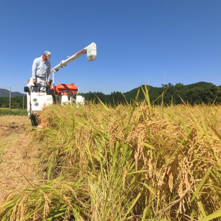 送料無料 森で育ったお米 新潟米コシヒカリ お試し 300g 2合 無洗米 棚田米 プレミアム米 新潟産 ポイント消化