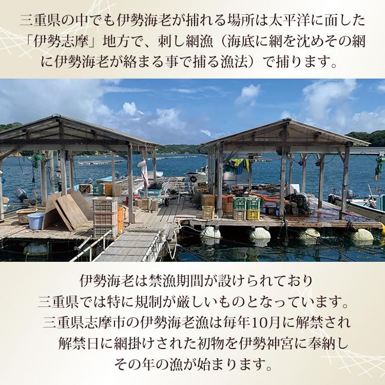 お歳暮 ギフト 贈り物に 伊勢海老 伊勢志摩産  伊勢エビ 刺身 産地直送 天然 伊勢えび 三重県産 伊勢志摩直送 《約500g 2尾》 送料無料