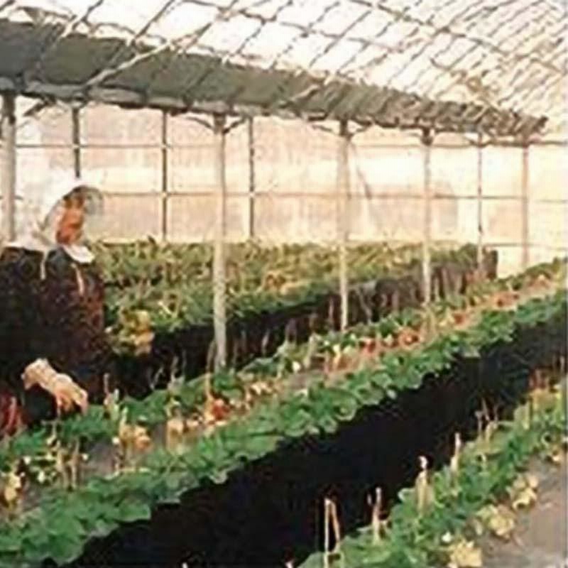 栽培棚 小 軽量 パイプテーブル (天面: 金網 メッシュ ) いちご 等の ...