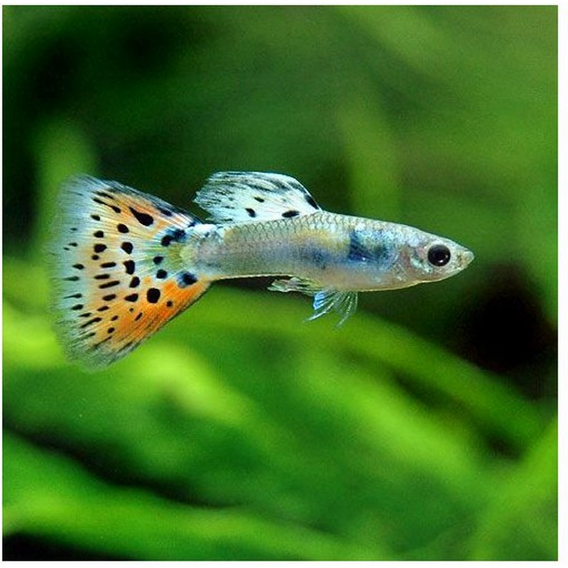 熱帯魚 オパールモザイク グッピー 国産グッピー １ペア 北海道 九州航空便要保温 通販 Lineポイント最大0 5 Get Lineショッピング