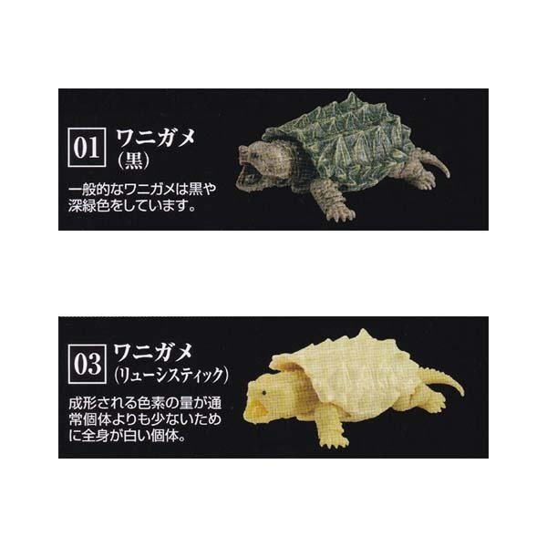 大人女性の いきもの大図鑑 かめ レア その他 Alrc Asia