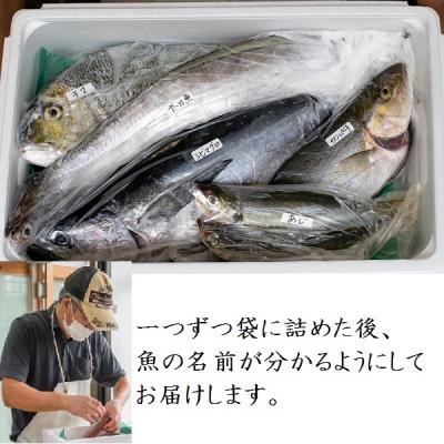 ふるさと納税 肝付町 魚屋さんの選んだ新鮮お魚詰め合わせ(約4人分)　C09002