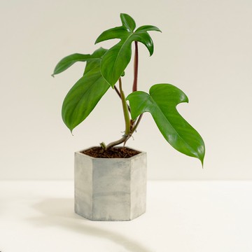 龍爪蔓綠絨│泥作系列│福所栽