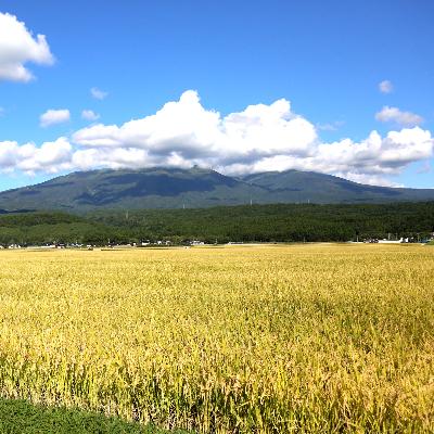 ふるさと納税 山形県 つや姫 精米20kg(10kg×2袋) 特別栽培米 山形県庄内 令和5年産