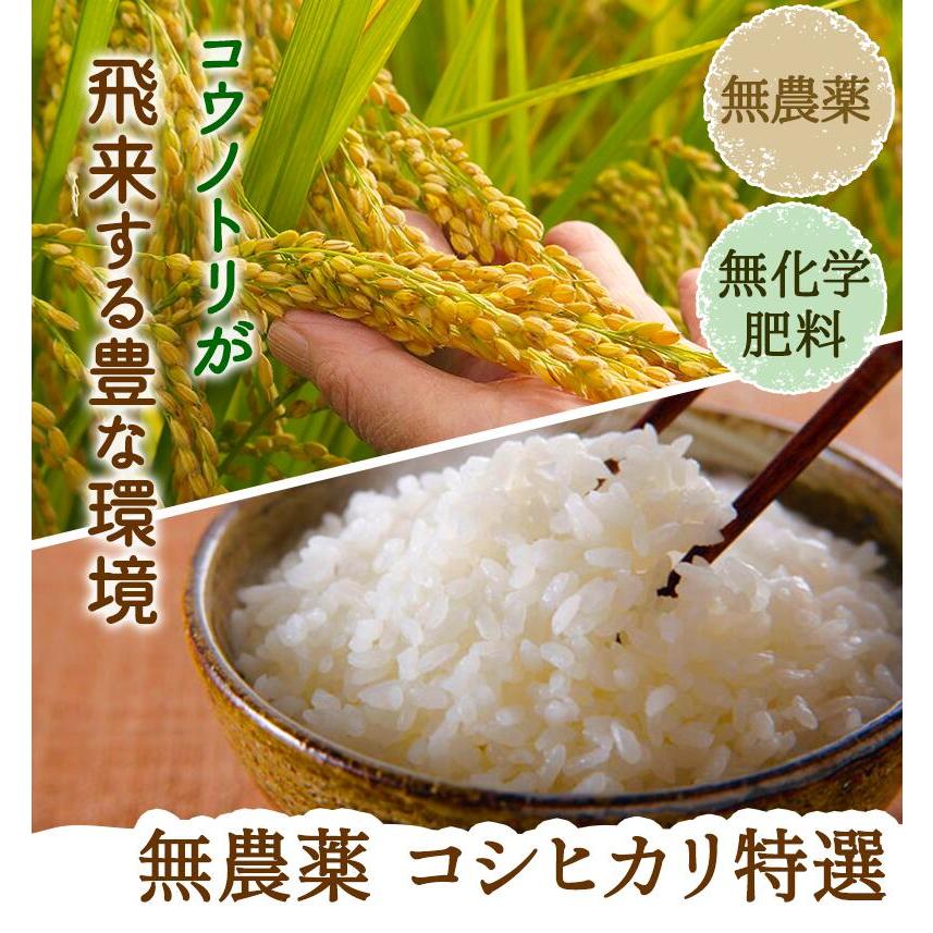 無農薬 米 玄米 15kg(5kg×3）新米入荷 無農薬 コシヒカリ 特選 令和5年福井県産 送料無料 無農薬・無化学肥料栽培