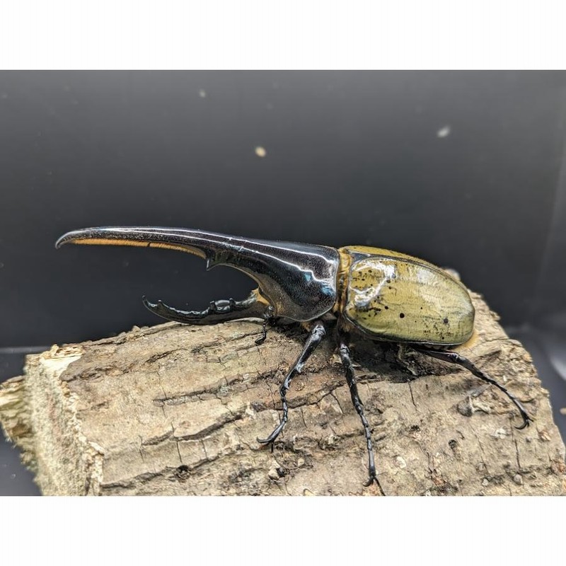 ヘラクレスヘラクレス ペア②