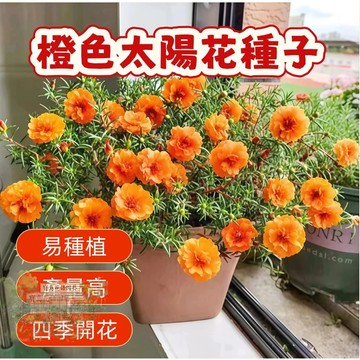 🌹  橙色太陽花種子  四季種植 稀有重瓣 四季播種松葉牡丹易活開花不斷室內外陽臺種植 觀賞花卉種子 超低價
