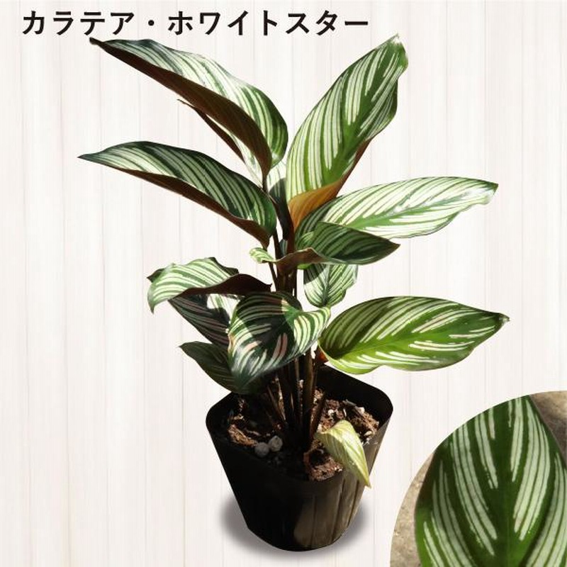 農場直送！カラテア アソートセット 3.5号鉢 10鉢 観葉植物 ［1