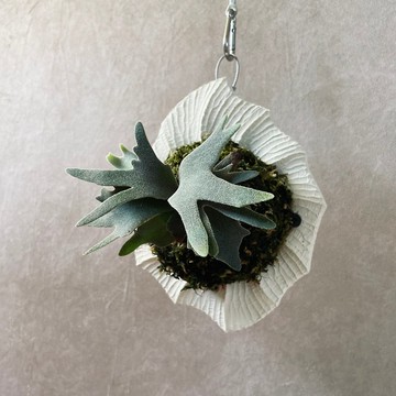 星谷Light Forest 菊石MINI 米白 鹿角蕨水泥板 聖誕禮物