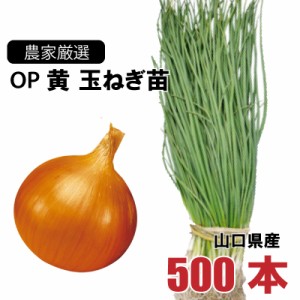 玉ねぎ苗 中生 OP黄 500本束 山口県産  野菜苗 家庭菜園 ガーデニング