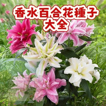 隔日達- 【香水百合種子大全】香水百合種子大全超大顆百合種球種根好養易活盆栽室內花植物花苗濃香#百合花種子