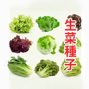 現貨現發💥蝦皮熱銷💥 可生吃【生菜種子】 奶油生菜種子 清脆鮮甜 陽台盆栽水耕皆宜 庭院蔬菜種子 四季播種易種植