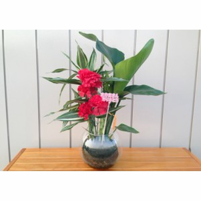 ハイドロカルチャー バブ18 F15苔玉3種寄せ植え オーガスタ バンブー サンデリアーナ アー 通販 Lineポイント最大1 0 Get Lineショッピング