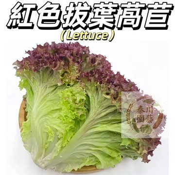 台灣現貨（紅色拔葉萵苣種子）四季播種，（韓國烤肉萵苣 拔葉A菜.紫褐色葉.甜度高.質爽脆)葉菜類種子，#高產健康蔬菜種子