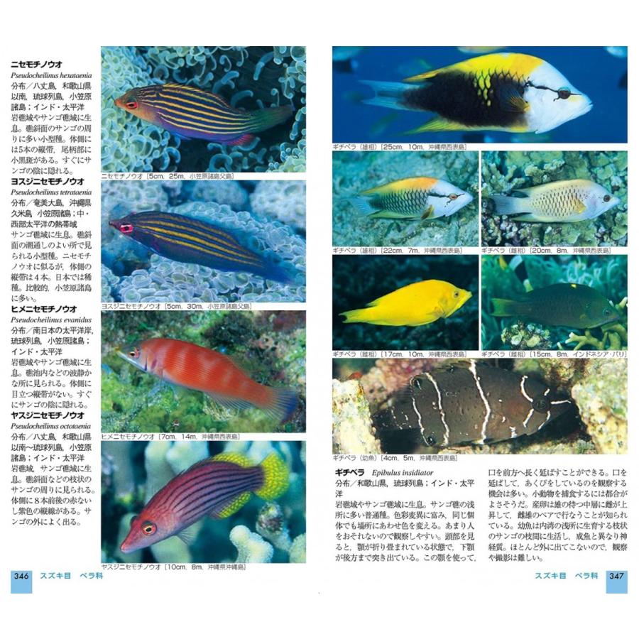 日本の海水魚 写真検索