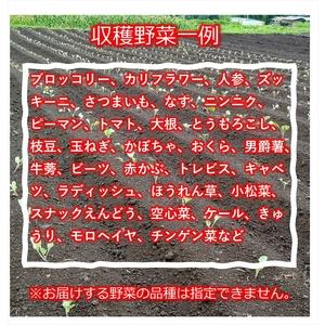 ふるさと納税 たくみのほほ笑みセット（季節の野菜おまかせ７種）＜出荷開始：2024年7月１日〜2024年 9月30日まで.. 長野県佐久市