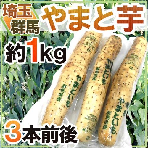 群馬・埼玉 ”やまと芋” 約1kg 3本前後 やまといも 山芋 長芋 送料無料