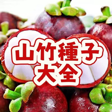 💥台灣發貨 🌱🌱【山竹種子】 易種易活 高發芽率  超甜耐寒 巨大山竹 果肉飽滿肉多  地栽 盆栽 營養豐富 #超優惠